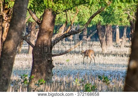 Spotted Deer Axis Axis In A Mangrove Forest In Sundarbans, Bangladesh