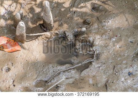 Tiger Footprint In A Mangrove Forest Of Sundarbans, Bangladesh