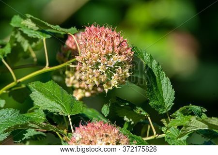 Pacific Ninebark Blooming In The Wood.   Vancouver Bc Canada