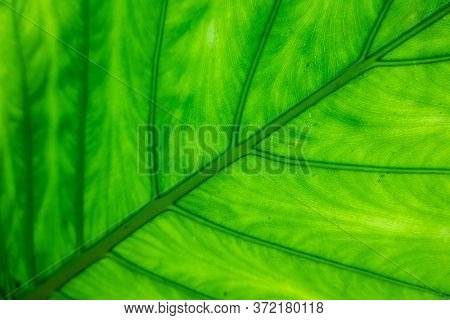 green alocasia odora leaf in the outdoor of city