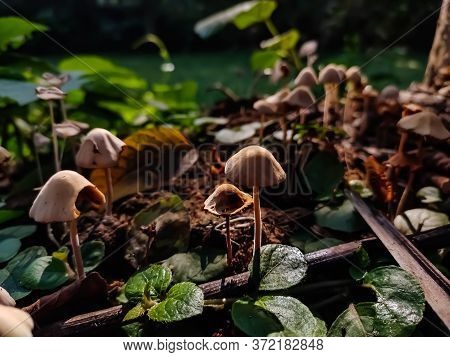 Panaeolus Antillarum Is A Common And Widely Distributed Small To Medium-sized Gray Mushroom Which Gr