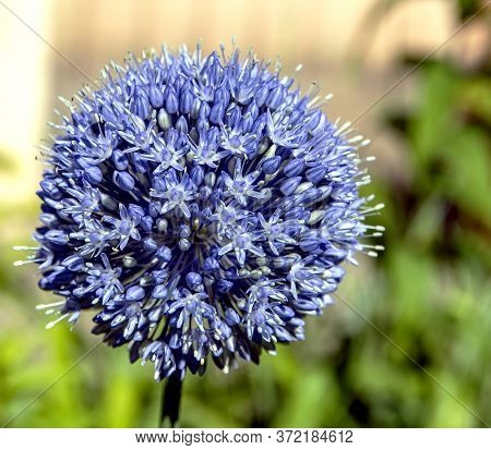Blooming Blue Decorative Onion Plant With The Latin Name Allium Caeruleum On A Blurred Natural Backg