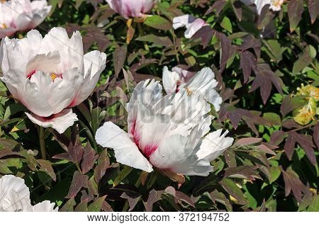 Paeonia Rockii Is Cultivated As An Ornamental Plant In Asia And The West.  It Is Used As An Herbal R