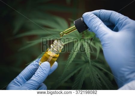 The Hands Of Scientists Dropping Marijuana Oil For Experimentation And Research,  Concept Of Herbal 