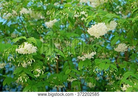 A Beautiful Garden Of Branches Petite White Petals Wrightia Shrub On Green Leafs Background, Fragran