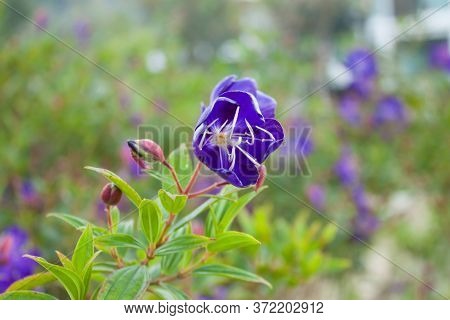 Beautiful Purple Indian Rhododendron Blooming In The Garden, This Evergreen Shrub Known As Malabar M