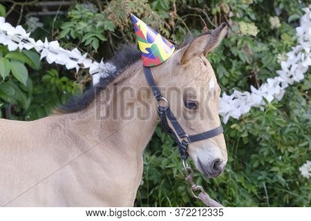 The Head Of A Yellow Foal With A Party Hat And Guirlandes In The Trees. Background For Greeting Card