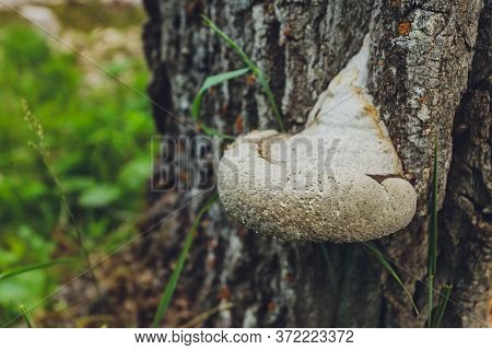 Close-up Of A Pair Of Polyporus Squamosus Mushrooms Growing On A Live Tree In The Forest, Illustrati