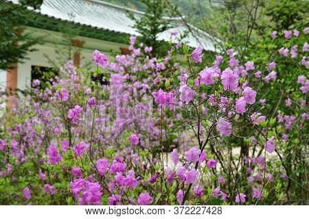 Bush Of Blooming Wild Rosemary In The Garden Of The Buddhist Monastery Bohen In North Korea. Myohan 
