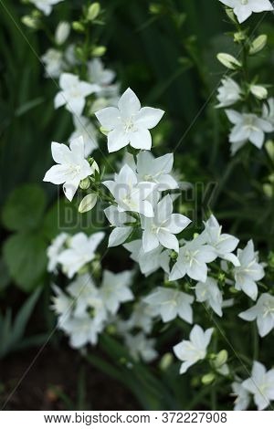 Campanula Persicifolia - Gentle White Bell Flowers Are Growing In A Garden On Green Background. Flor
