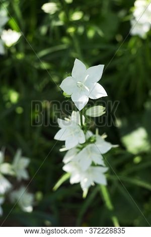 Campanula Persicifolia - Gentle White Bell Flowers Are Growing In A Garden On Green Background. Flor