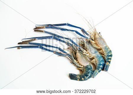 Top-down Of A Three Prawn Or Tiger Shrimp Isolated On White Background, River Shrimp Or Prawn Raw On