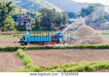 Hsipaw, Myanmar - November 30, 2016: Rice Harvest Near Hsipaw, Myanmar