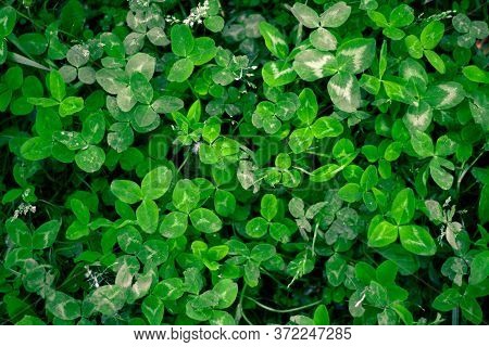 A Clearing Of Three-leaf Saturated Green Clover Bringing Good Luck With Other Types Of Grass And Tra