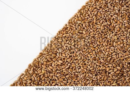 Wheat Grains On A White Background, Natural Dried Grain In The Form Of A Triangle On The Right Side,