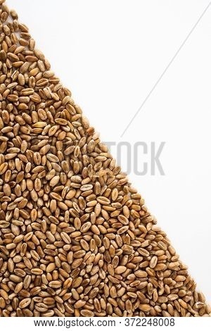 Wheat Grains On A White Background, Natural Dried Grain In The Form Of A Triangle On The Left Side, 