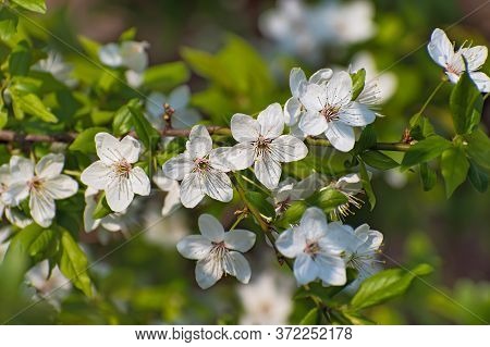 Branch Of  Flowering Wild Cherry Tree In Blurred Green Plant  Background. Spring Or Summer Time.
