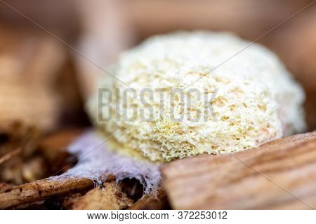 Physarales Or Fuligo Septica On Wooden Ground, Closeup