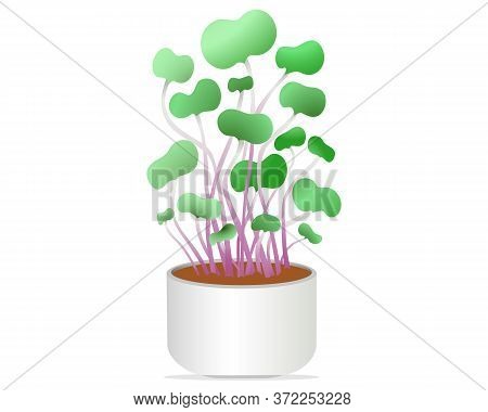 Fresh Young Purple Kohlrabi Micro-greens. Microgreen Healthy Food. Vegetarian Food. Vector Illustrat