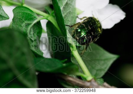 Chafer Beetle On A Plant Leaf.chafer Beetle On A Plant Leaf