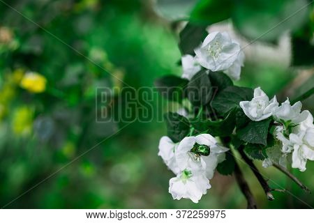 Maybug On Blooming Jasmine.maybug On Blooming Jasmine