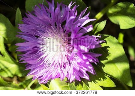 Fresh Colorful Composition From Spotted Knapweed Or Star Thistle Honey - Centaurea Maculosa. Summer