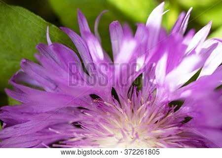 Fresh Colorful Composition From Spotted Knapweed Or Star Thistle Honey - Centaurea Maculosa. Summer
