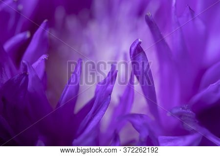 Fresh Colorful Composition From Spotted Knapweed Or Star Thistle Honey - Centaurea Maculosa. Summer 