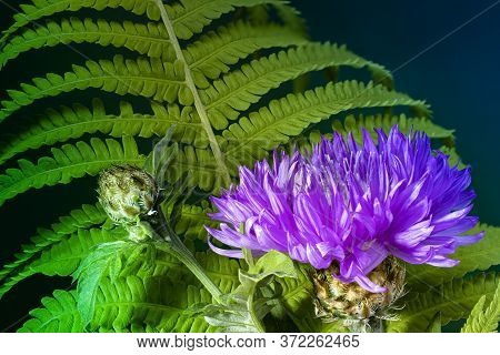 Fresh Colorful Composition From Spotted Knapweed Or Star Thistle Honey - Centaurea Maculosa. Summer 
