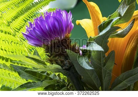 Fresh Colorful Composition From Spotted Knapweed Or Star Thistle Honey - Centaurea Maculosa. Summer 