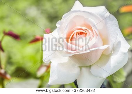 Rose Hybrid Tea Virginia  - A Rose With Double Flowers, Neatly Twisted Petals Into A Classic Outlet.