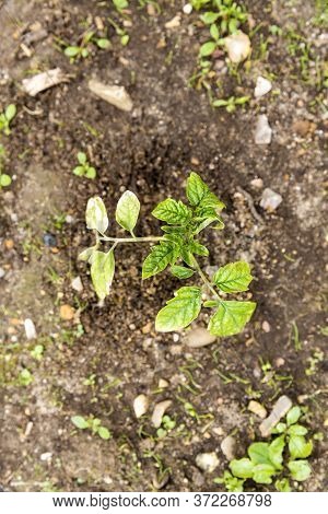 Small Tomatoes Plant In Garden, With Yellow Greenich Leaves, Bad Health, Need Water And Fertilizer