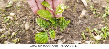 Woman Hand Showing The Small Tomatoes Plant In Garden, With Yellow Greenich Leaves, Bad Health, Need