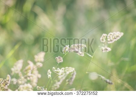 Cocksfoot Grass On A Sunny Eveing With A Shallow Depth Of Field