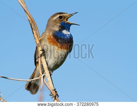 Bluethroat, Luscinia Svecica, Cyanecula Svecica. Early In The Morning The Male Bird Sits On A Stalk 
