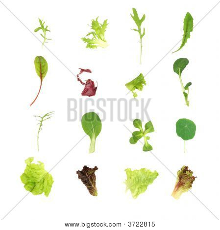 Salade sla blad selectie