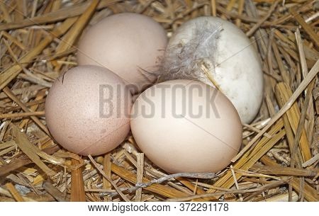 Chicken Eggs And Feather In A Nest Of Straw