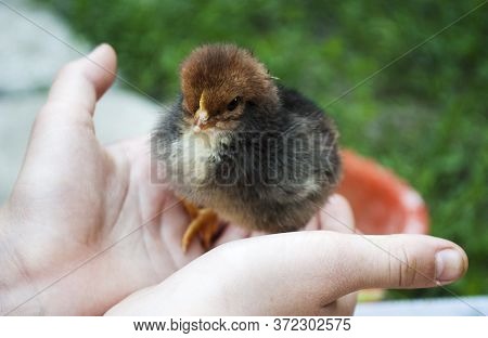 Little Chicken In The Arms Of A Child