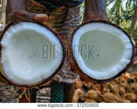 Split Open Mature Coconut Held In Hand By Man, In The Background Is The Coconut Orchard