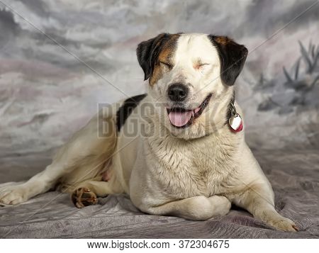 Happy Young White With Black Spots Dog Half-breed