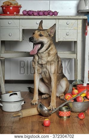 Dog Chef In The Kitchen Close Up