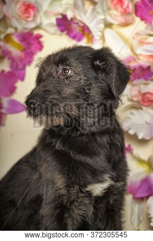 Black Puppy On A Floral Background  In The Studio