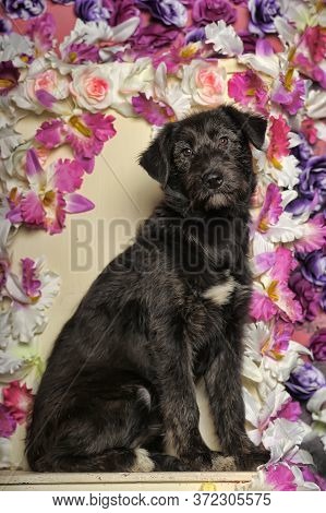 Black Puppy On A Floral Background
