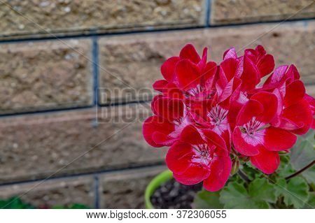 Red Flowers Pelargony Beautiful Flowers Close Up