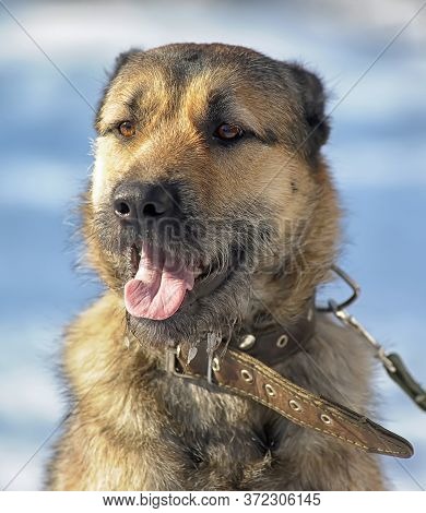 Dog Half-breed Terrier In Winter