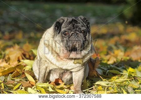 Close Up Face Of Cute Pug In The Park