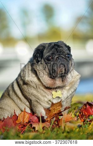 Close Up Face Of Cute Pug Close Up