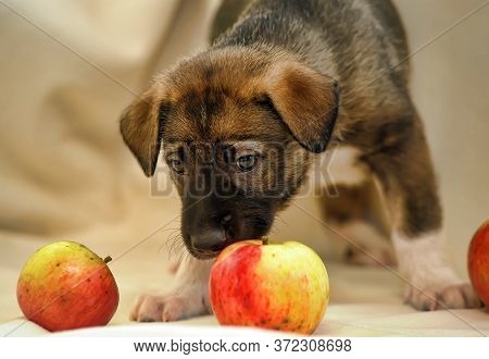 Puppy Mongrel Half-breed Sheepdogs And Apples Close Up