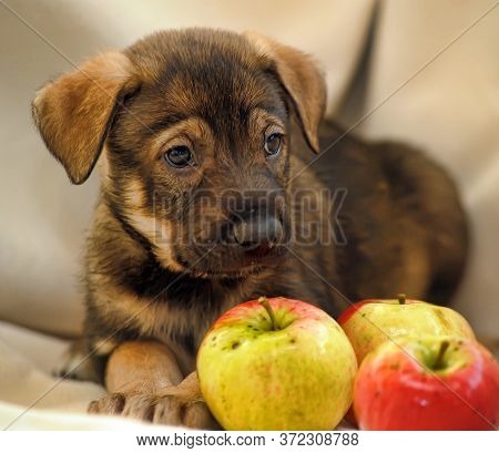 Puppy Mongrel Half-breed Sheepdogs And Apples Close Up