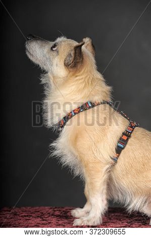 Small Mongrel Terrier On A Dark Background
